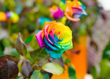 Macro shot of rainbow roses with multi colored petals with shallow DOF, with one rose in the center.