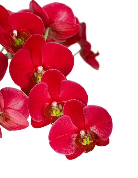 Více Červené Orchidej Květiny Větvi Izolované Bílém Pozadí — Stock fotografie