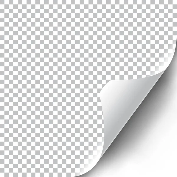 Curly Page Esquina Ilustración Realista Con Sombra Transparente Listo Para — Vector de stock
