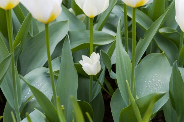 White Blooming Tulips Bunch Beautiful Blooming Flowers Dutch Tulip Park — Stock Photo, Image
