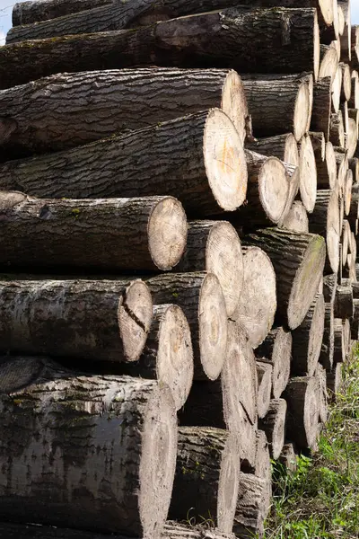 Ağaç Kütükleri Yığını Doğranmış Odun Kütüklerinin Temiz Kesimine Sahip Doğal — Stok fotoğraf