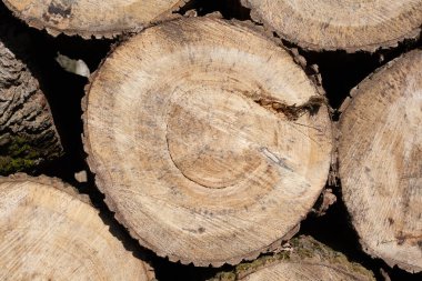 Ağaç kütükleri yığını. Doğranmış odun kütüklerinin temiz kesimine sahip doğal ahşap arka plan.