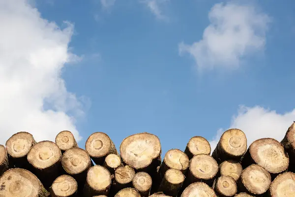 木材のログの山 切り取られた薪の木のログのきれいな切断のクローズアップが付いている自然な木の背景 — ストック写真