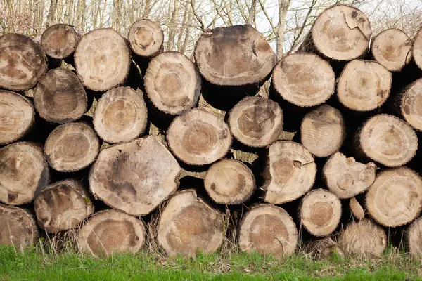 木材のログの山 切り取られた薪の木のログのきれいな切断のクローズアップが付いている自然な木の背景 — ストック写真
