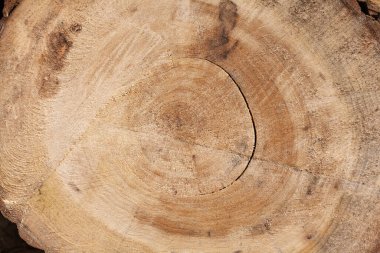 Ağaç kütükleri yığını. Doğranmış odunların temiz kesimine sahip doğal ahşap arka plan..