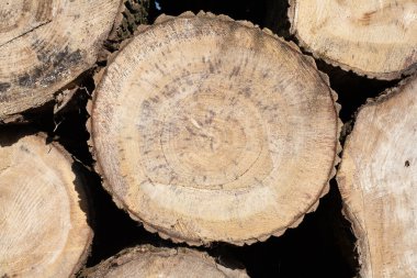 Ağaç kütükleri yığını. Doğranmış odun kütüklerinin temiz kesimine sahip doğal ahşap arka plan.
