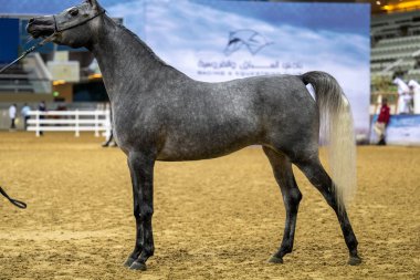 Doha Katar 'da Arap At Güzelliği 