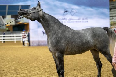 Doha Katar 'da Arap At Güzelliği 
