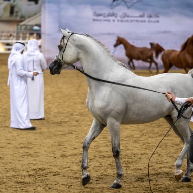 Saf Arap Atı Doha Katar 27 Ekim 2023