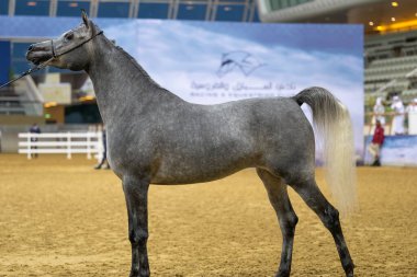 Doha Katar 'da Arap At Güzelliği 