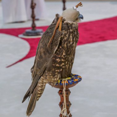 Portrait for Hawk or Falcon Qatar in Katara International Hunting and Falcons Exhibition 2024 (Shail) clipart