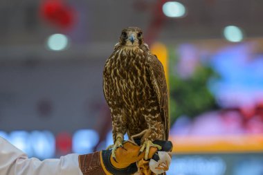 Doha, Katar. Katara Uluslararası Avcılık ve Şahinler Sergisi 2024 'te Hawk veya Falcon Katar için 12 Eylül 2024.Portre (Shail)