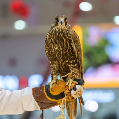Doha, Katar. 12 Eylül 2024. Katara Uluslararası Avcılık ve Şahinler Sergisi 2024 'te Şahin Katar 
