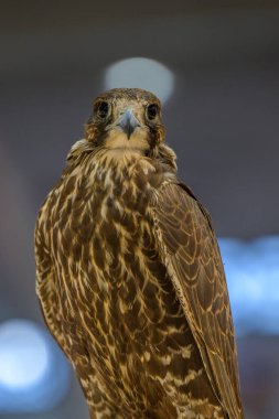 Doha, Katar. 12 Eylül 2024. Katara Uluslararası Avcılık ve Şahinler Sergisi 2024 (Shail) Katara Kültür Köyü, Katar.