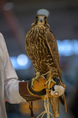 Doha, Katar. 12 Eylül 2024. Katara Uluslararası Avcılık ve Şahinler Sergisi 2024 (Shail) Katara Kültür Köyü, Katar.