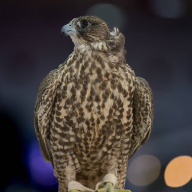 Doha, Katar. Şahin portresi, kenar görüş, melek şahin.