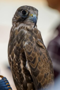 Portrait for Hawk or Falcon Qatar 2024 An exhibitor shows a falcon during the 8th edition of Katara Qatar clipart