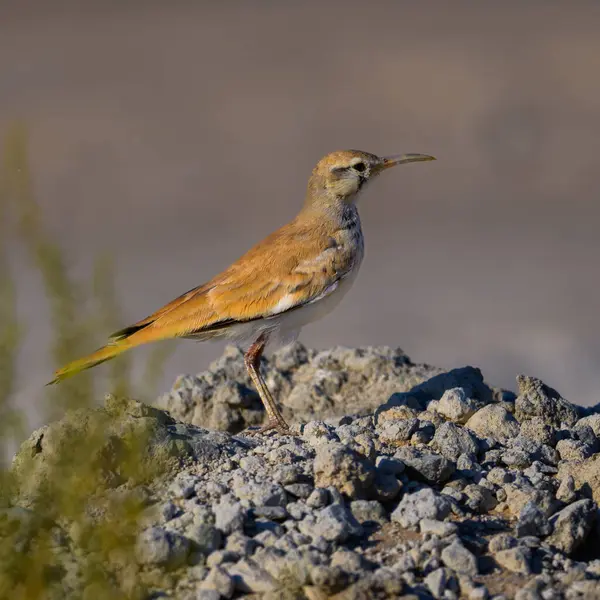 Büyük Hoopoe-lark, Alaemon alaudipes kuşu Katar çölünde bulundu.