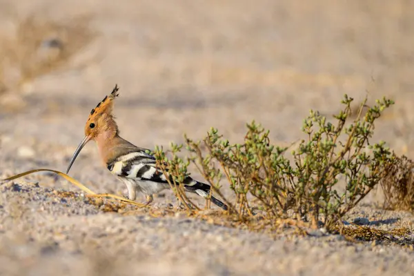 Katar 'da bir çiftlikte beslenen bir Hoopoe' nun yakın plan çekimi..