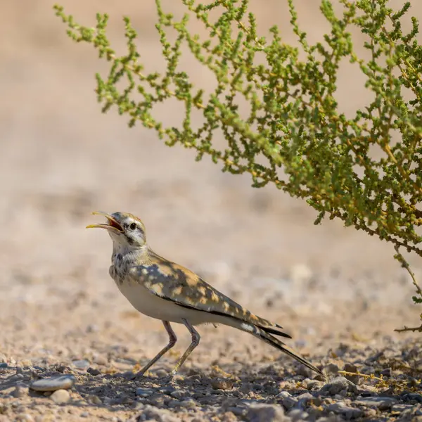 Büyük Hoopoe-lark, Alaemon alaudipes kuşu Katar çölünde bulundu