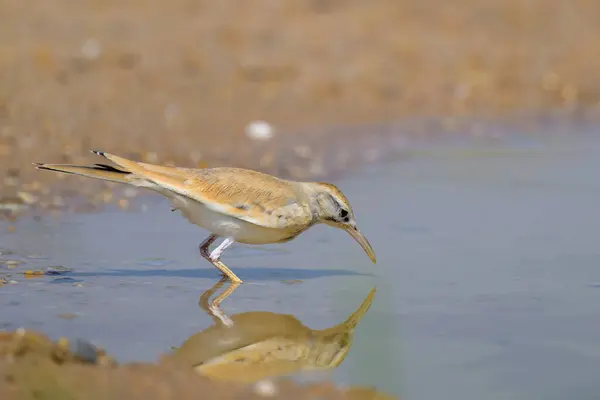 Katar 'daki Büyük Hoopoe Tarlakuşunun yakın çekimi