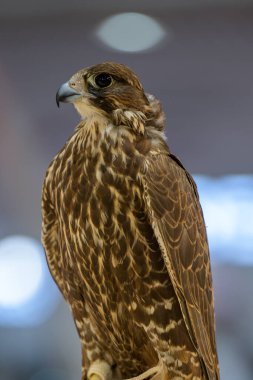 Katara Uluslararası Avcılık ve Şahinler Sergisi 2024 'te Şahin Katar 