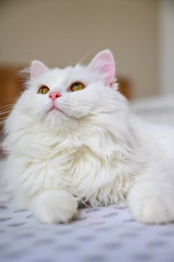 Evdeki yatakta bir kedinin yakın plan portresi.