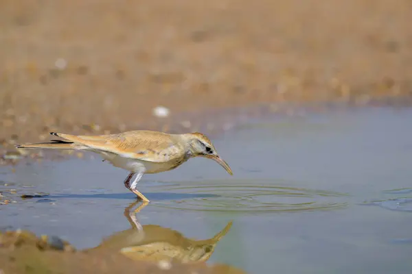 Hoopoe tarlakuşu, Alaemon alaudipes, yerdeki tek kuş, Katar.