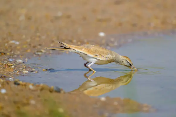 Hoopoe tarlakuşu, Alaemon alaudipes, yerdeki tek kuş, Katar.