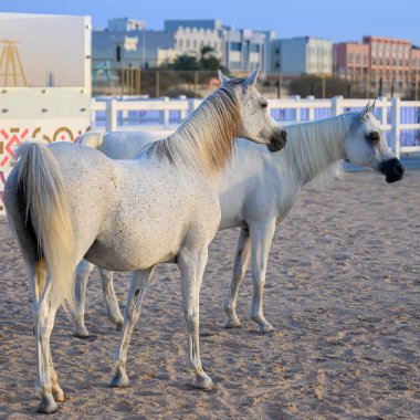 Doha Katar: Sahilde beyaz Arap atı