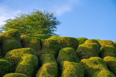 thuja ağacının bahçesi.