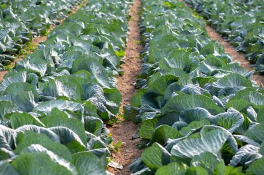 sebze bahçesinde lahana