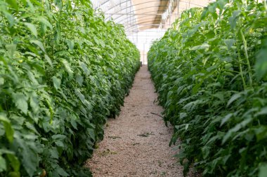 Serada domates yetiştiriyor.