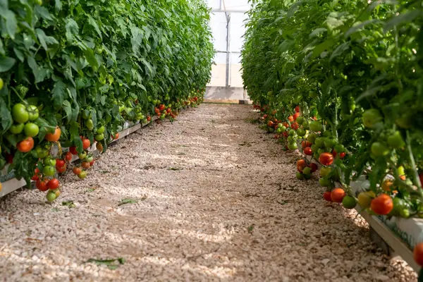 çiftlikte büyüyen domates