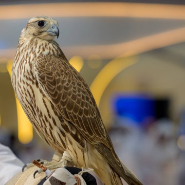 Doha, Katara Uluslararası Avcılık ve Şahinler Sergisi 2024 'te bir şahinin portresi (S' hail)