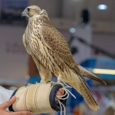Doha, Katara Uluslararası Avcılık ve Şahinler Sergisi 2024 'te bir şahinin portresi (S' hail)