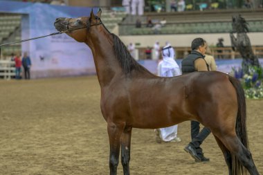 Doha Qatar October 30, 2023: A side view of an Arab horse stands clipart