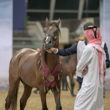 Doha Katar 30 Ekim 2023: Arap atının yan görünüşü