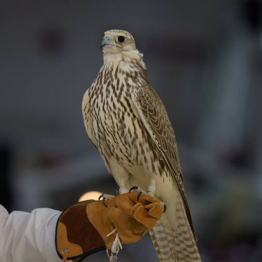 Doha, Qatar: Portrait of a falcon at Katara International Hunting and Falcons Exhibition 2024 (S'hail) clipart