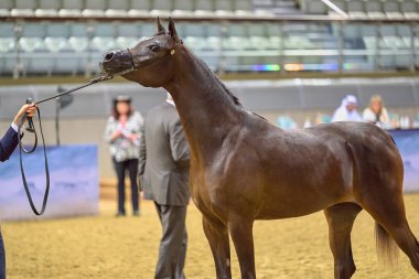 Doha Katar 27 Ekim 2023: Safkan Arap At Festivali 'nde duran Arap atının yan görünüşü.