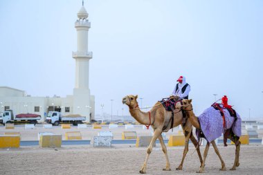 Doha Katar: 5 Mart 2025. Bedevi adam devesine biniyor.