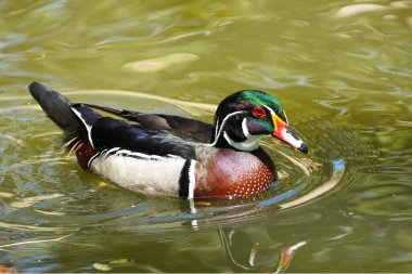 Erkek Wood Duck, Aix sponsa, Kuzey Carolina 'da bir gölde yüzüyor.