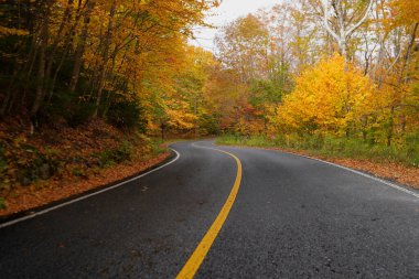 Road in Mount Greylock State Reservation in Autumn with the trees changing color