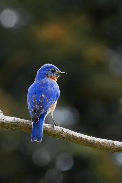Männlicher Östlicher Blauvogel Sialia Sialis Hockt Einem Baum — Stockfoto