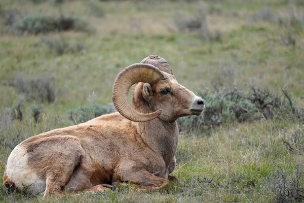 Овцы Bighorn Ovis Cancensis Рядом Национальным Парком Гранд Тетон — стоковое фото