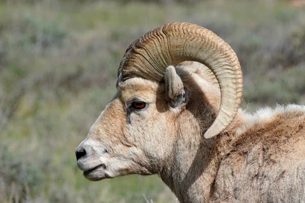 Закрытие Крупного Рогатого Скота Ovis Cancensis Вблизи Национального Парка Гранд — стоковое фото