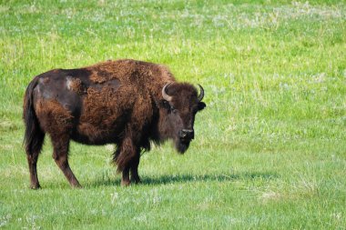 Amerikan Bizonu ya da Buffalo Wyoming 'deki Yellowstone Ulusal Parkı' nda kışlık ceketini çıkartıyor.