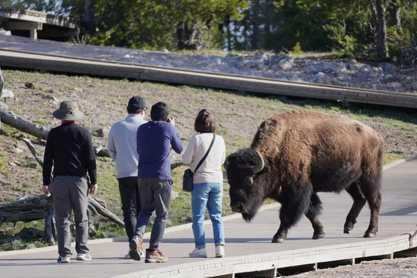 Туристы Приближаются Бизону Йеллоустонском Национальном Парке — стоковое фото
