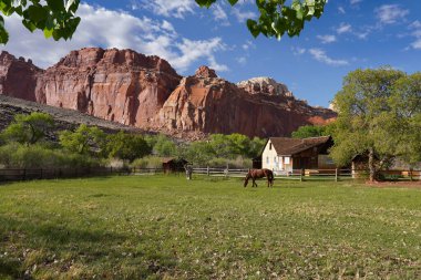 Utah 'taki Capital Reef Ulusal Parkı' ndaki Gifford yerleşim çiftliğinde at otlaması.