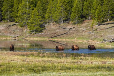 Bison grubu Wyoming 'deki Yellowstone Ulusal Parkı' nda bir göleti geçiyor.